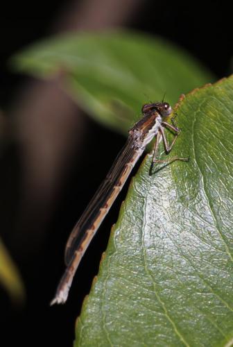 Réf. 349 749 : Sympecma fusca